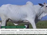 Lote 31