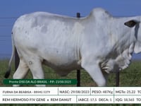 Lote 32