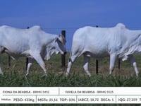 Lote 33