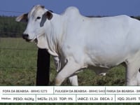 Lote 34