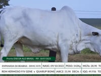 Lote 36
