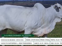 Lote 37