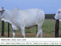 Lote 38