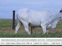 Lote 40