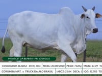 Lote 42