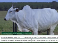 Lote 43