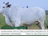Lote 44