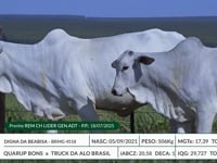 Lote 46