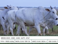 Lote 45