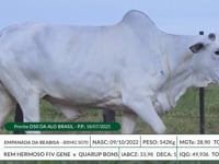 Lote 36