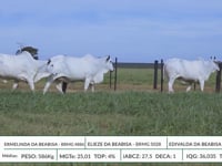 Lote 40