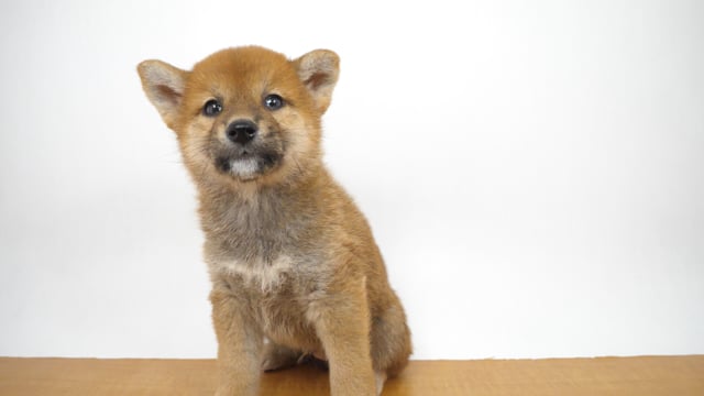 柴犬 赤 男の子 高井戸店 2025060200205 ｜ペットショップのコジマ