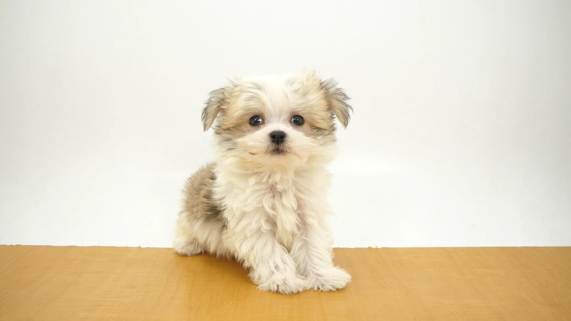 ハーフ犬（マルキー） ホワイト＆フォーン 男の子 板橋店