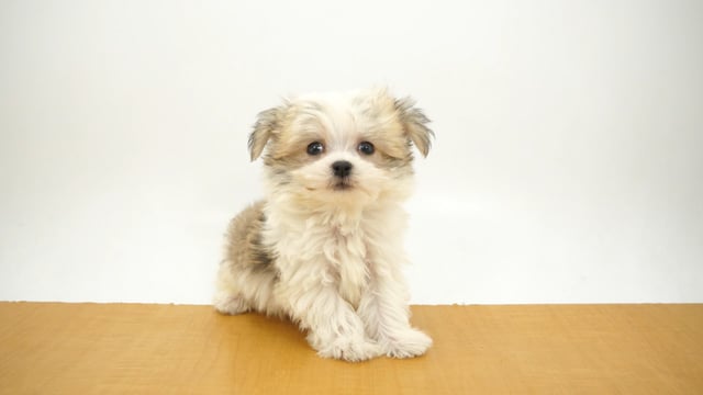 キングこま犬様☆専用  後半ページ 現品限り】こぎん刺しのテディベアM 総刺しこぎんクマ Night