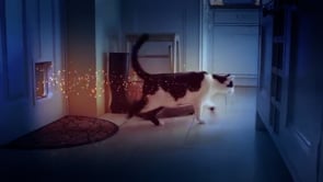 Cats Protection League
