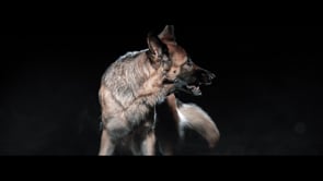 Dog v Wolf 1