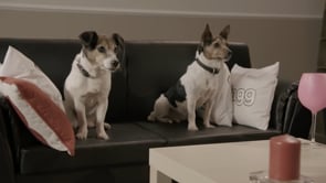 Dogglebox _ Brought to you by Wagg