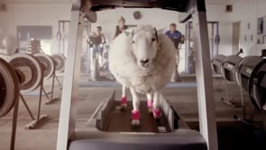 No Sweat Sheep