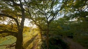 FPV Trees