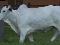 Lote 16