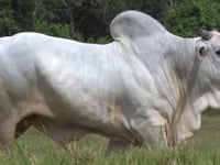 Lote 09