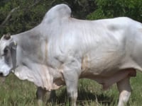 Lote 45