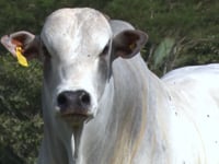 Lote 46