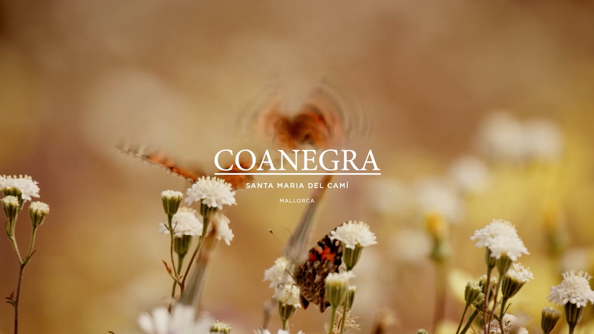 Santa Maria Coanegra