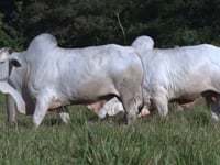 Lote 76