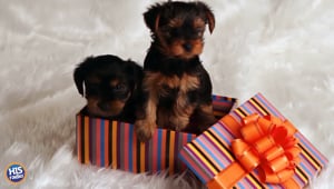Does Lizz NEED Another Dog?