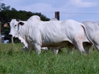 Lote 102