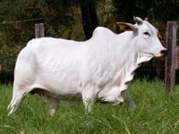 Lote 105