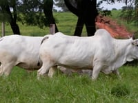 Lote 107