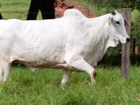 Lote 134