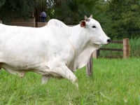 Lote 135