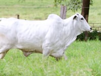 Lote 143