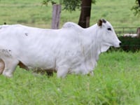 Lote 144