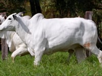 Lote 145