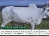 Lote 01