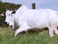 Lote D20