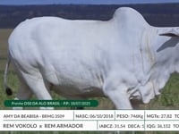 Lote 03