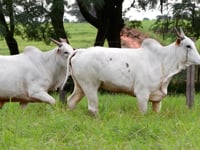 Lote 131