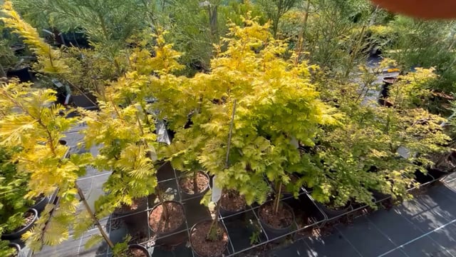 Dawn Redwood 'Golden Oji' 80/100cm (4L) video