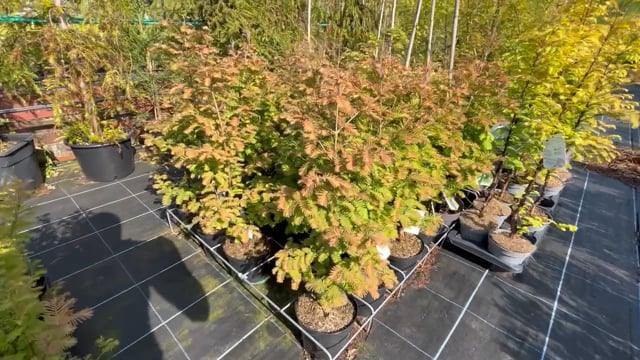 Dawn Redwood 'Daweswood Tawny Fleece' 40/60cm (4L) video