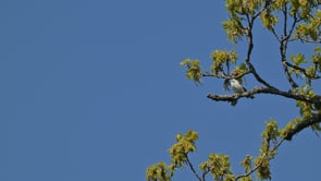 Pied Flycatchers Spring 2025