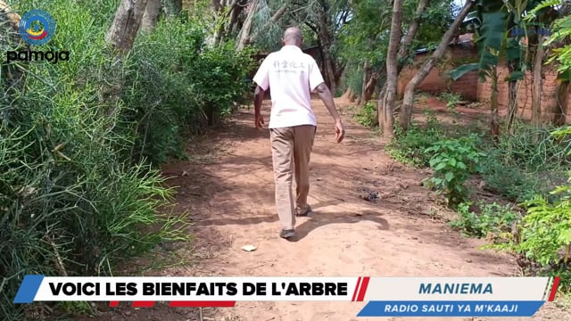 Les bienfaits de l’arbre