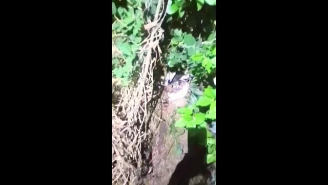 Διάσωση σκύλου από λαγούμι