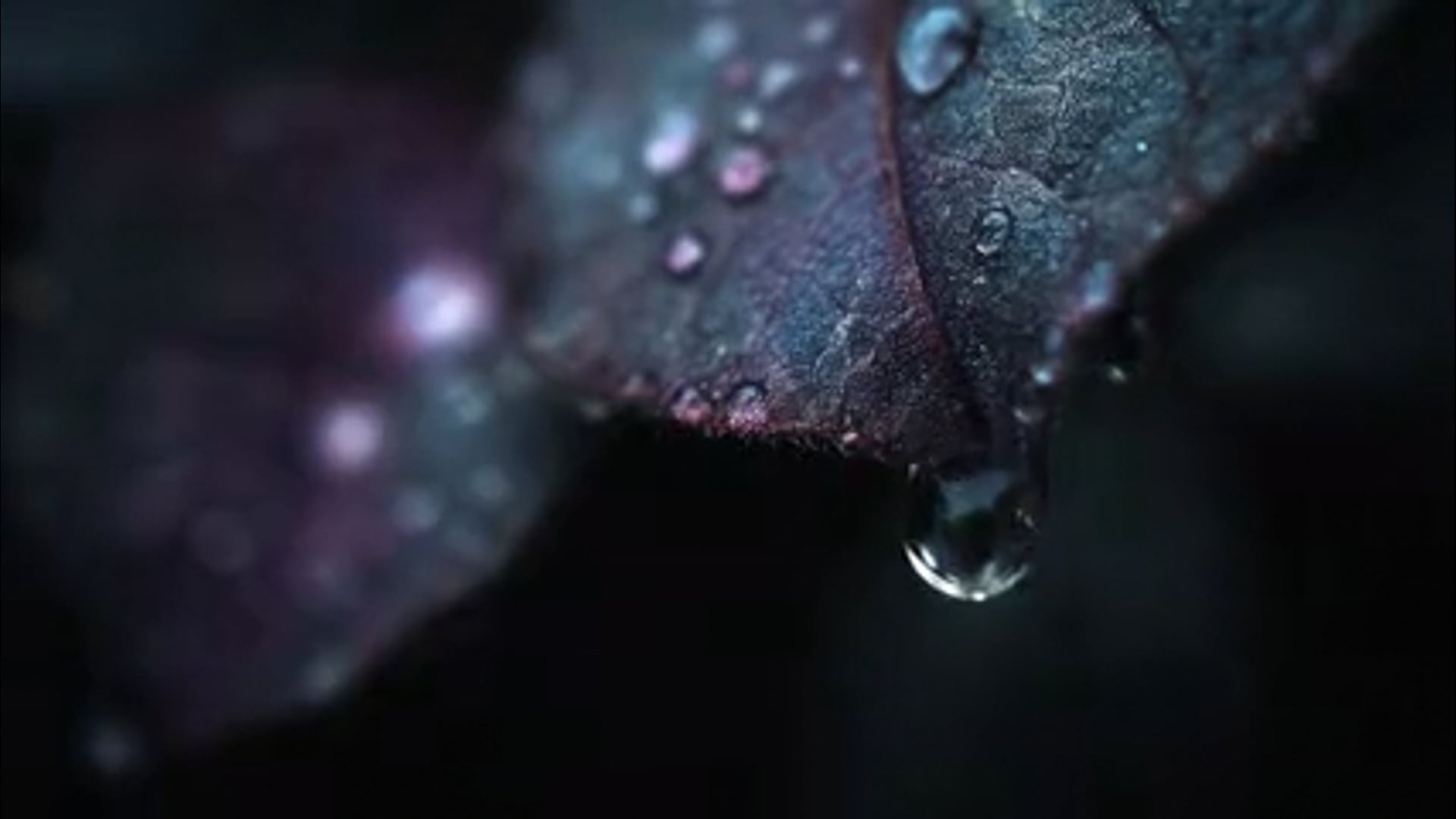 ESENCIA LOEWE - Eau de Toilette