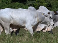 Lote 55