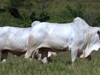 Lote 57